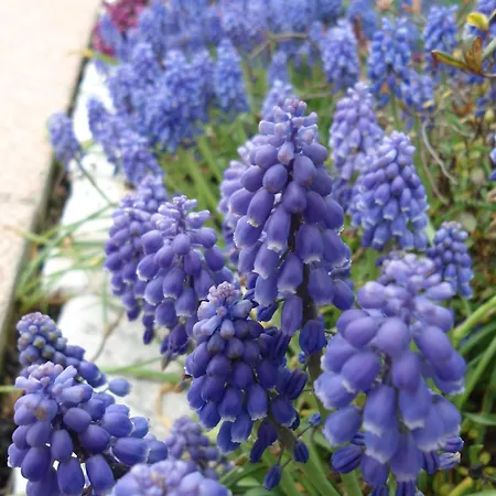 ゲストハウス Dream